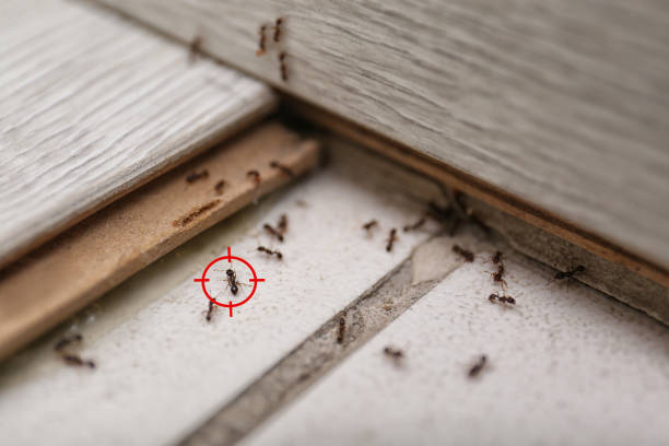 Best Pest Inspection Near Me  in Aldine, TX