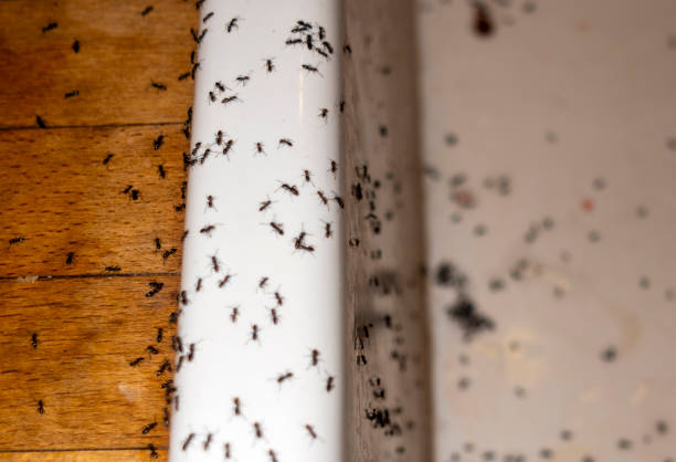 Best Local Pest Control Services  in Aldine, TX