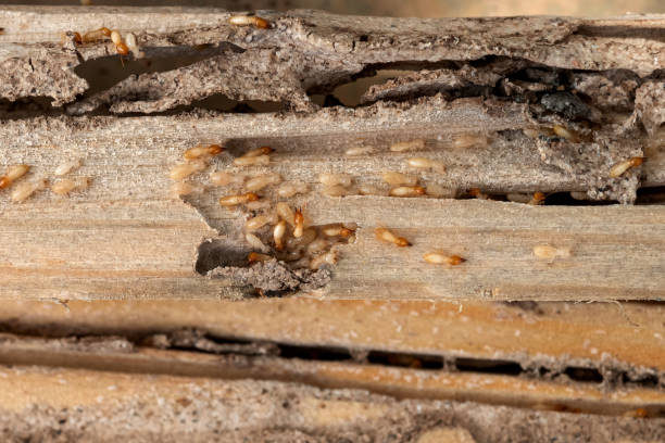 Best Termite Control Services  in Aldine, TX